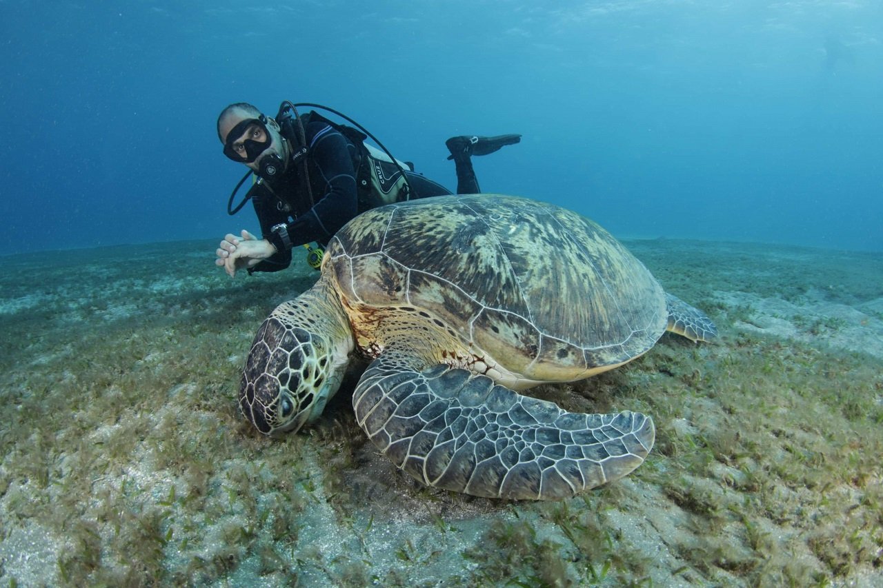 Abu Dabbab - Turtle Bay in Marsa Alam